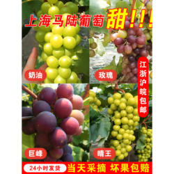 上海马陆葡萄玫瑰香奶油醉金香巨峰夏黑晴王葡萄上海包邮10斤水果