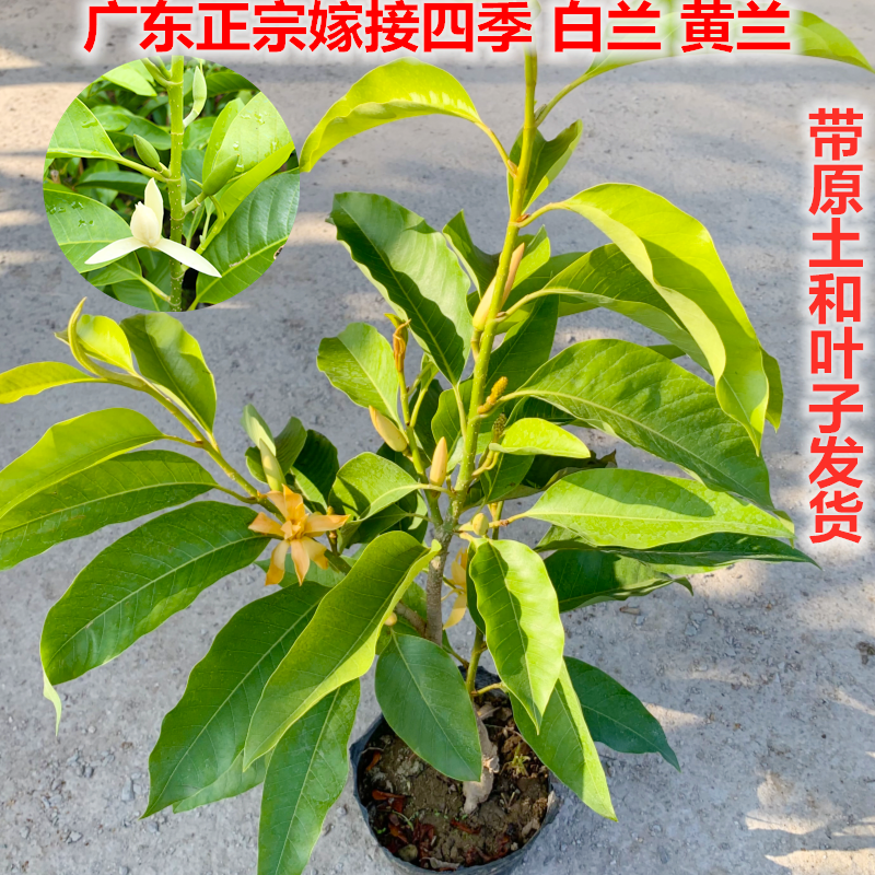 正宗嫁接白兰花苗浓香四季开花黄兰花白玉兰黄角兰盆栽花卉玉兰花 绿城花木园艺 淘优券