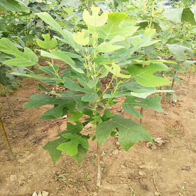 庭院道路行道树马褂木小树苗双飘树鹅掌揪会变色的树苗规格全包邮