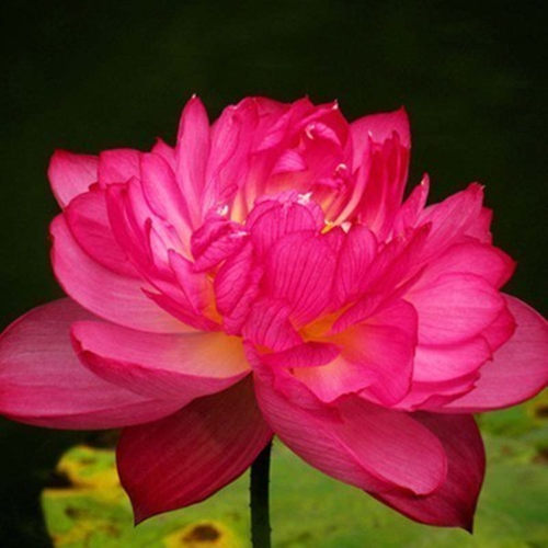 大型观赏荷花种藕莲藕种根莲花苗