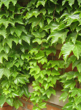 攀援高手植物美国五叶地锦苗子-爬山虎大苗--爬藤红叶爬墙虎花卉