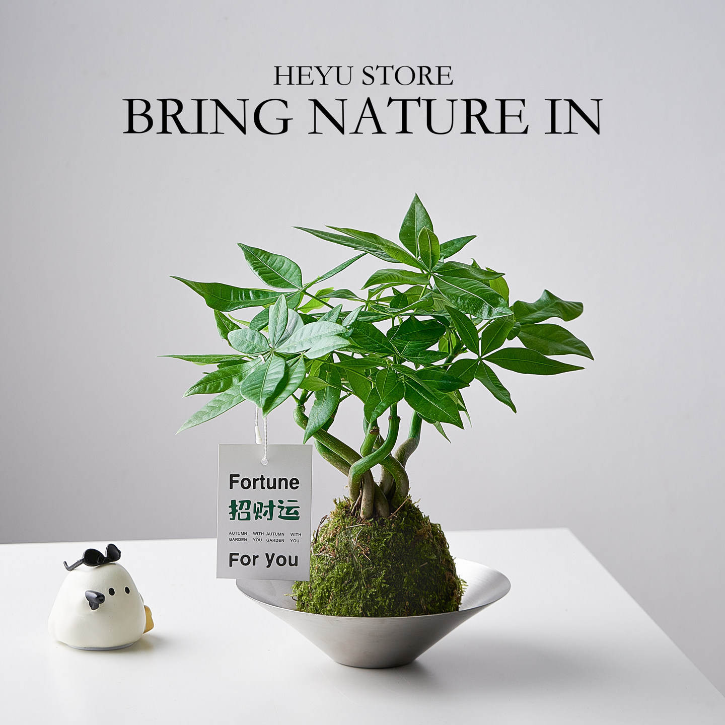 发财树盆栽绿植好养植物苔藓球室内办公室桌面上造型茶几四季常青