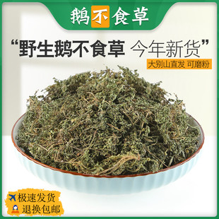 鹅不食草中药材鹅不吃草新鲜干草粉末非野生鹅不食饿不食草正品