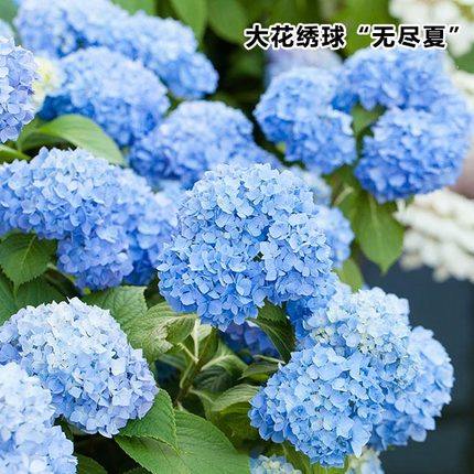 绣球花种子 阳台盆栽八仙绣球种子 紫阳花 天竺葵 洋绣球 种子|msdalam kategori penghantaran bunga/bunga simulasi/tumbuhan berkebun, bunga/Buah-buahan dan sayur-sayuran/benih rumput (baru), benih rumah berkebun - dari Buy2taobao.com untuk memberikan perkhidmatan ejen Taobao profesional membeli