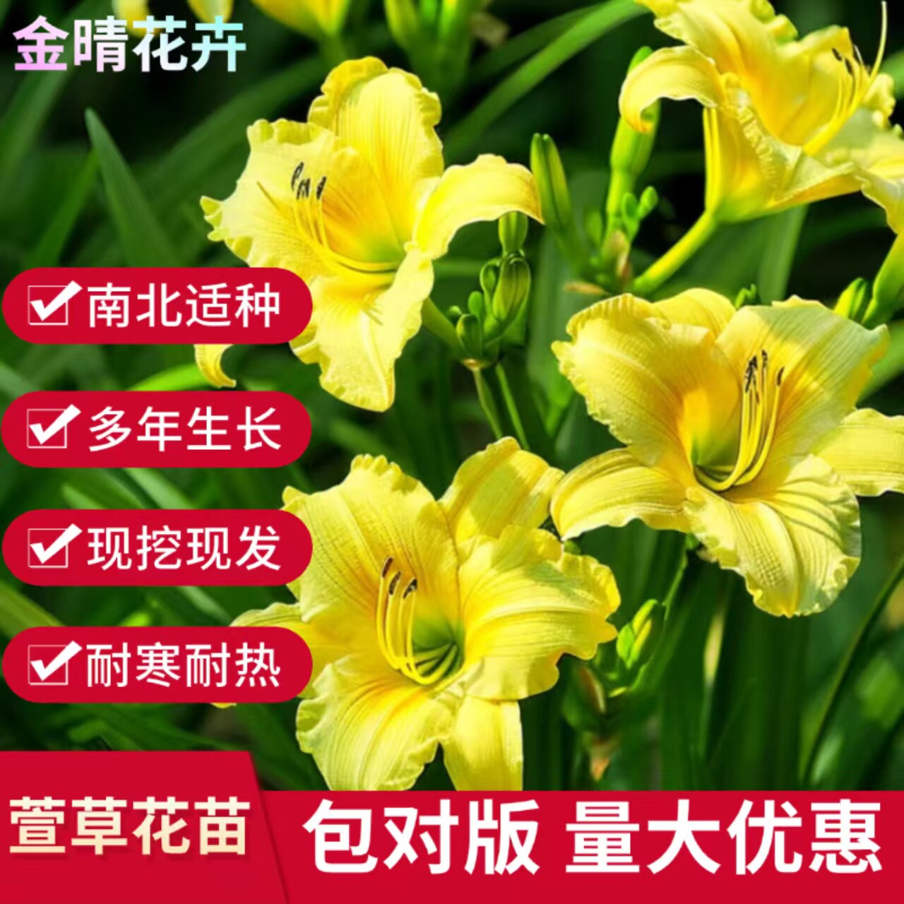 大花萱草花苗耐寒易活当年开花