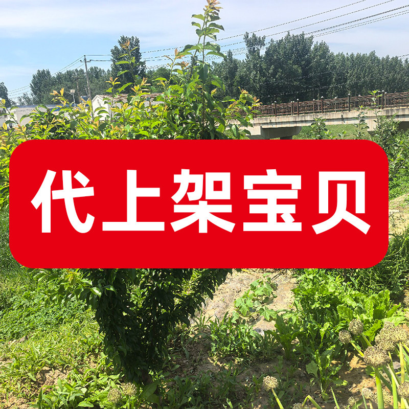 淘宝天猫店铺宝贝代上传商品详情其它设计服务