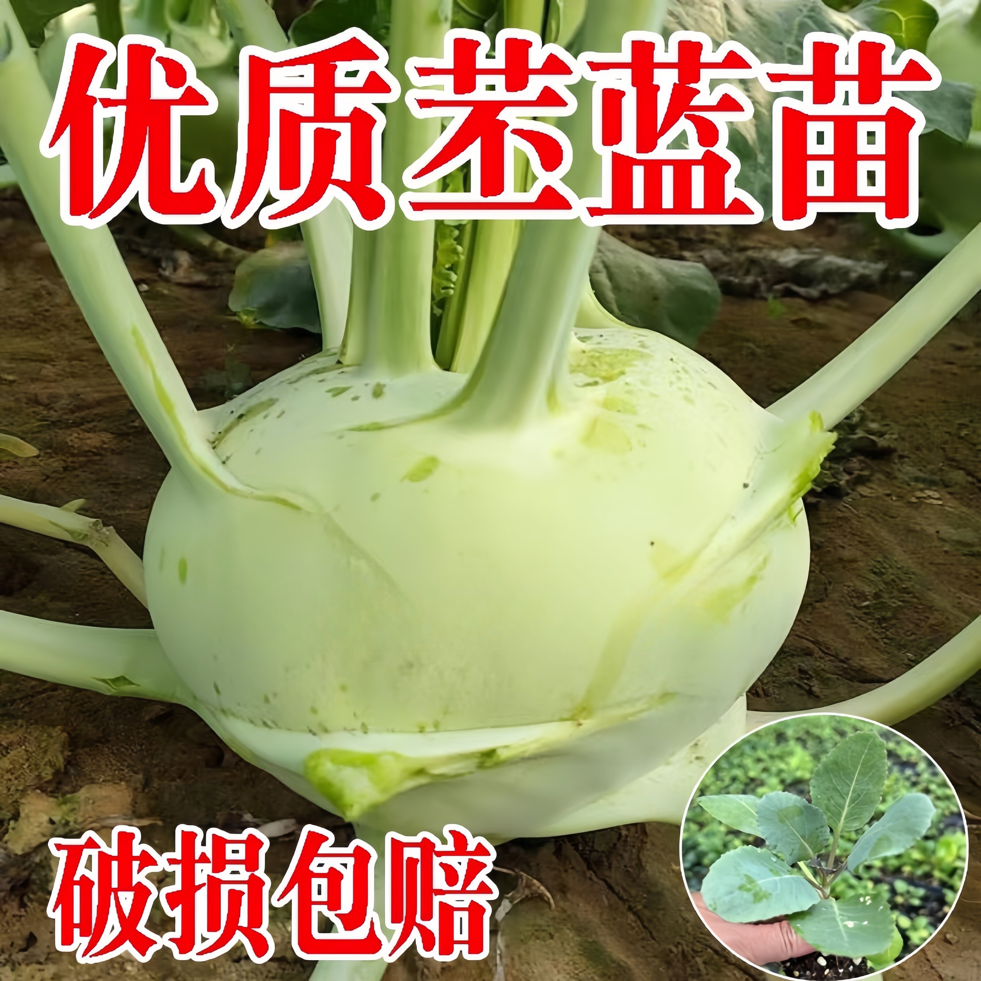 苤蓝苗苤兰秧苗种籽孑四季蔬菜苗秋季疙瘩芥菜芥蓝头