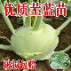 苤蓝苗苤兰秧苗种籽孑四季 蔬菜苗秋季 疙瘩芥菜芥蓝头