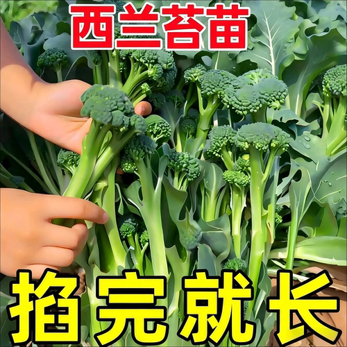 甜杆西兰苔苗秧苗早熟西蓝花西洋芥兰种籽芥蓝菜苔耐寒秋冬季菜苗