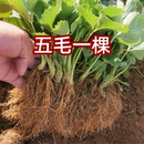 草莓苗奶油盆栽食用红颜章姬牛奶露天草莓秧苗种籽子x 四季