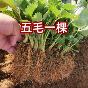 四季草莓苗奶油盆栽食用红颜章姬牛奶露天草莓秧苗种籽子x