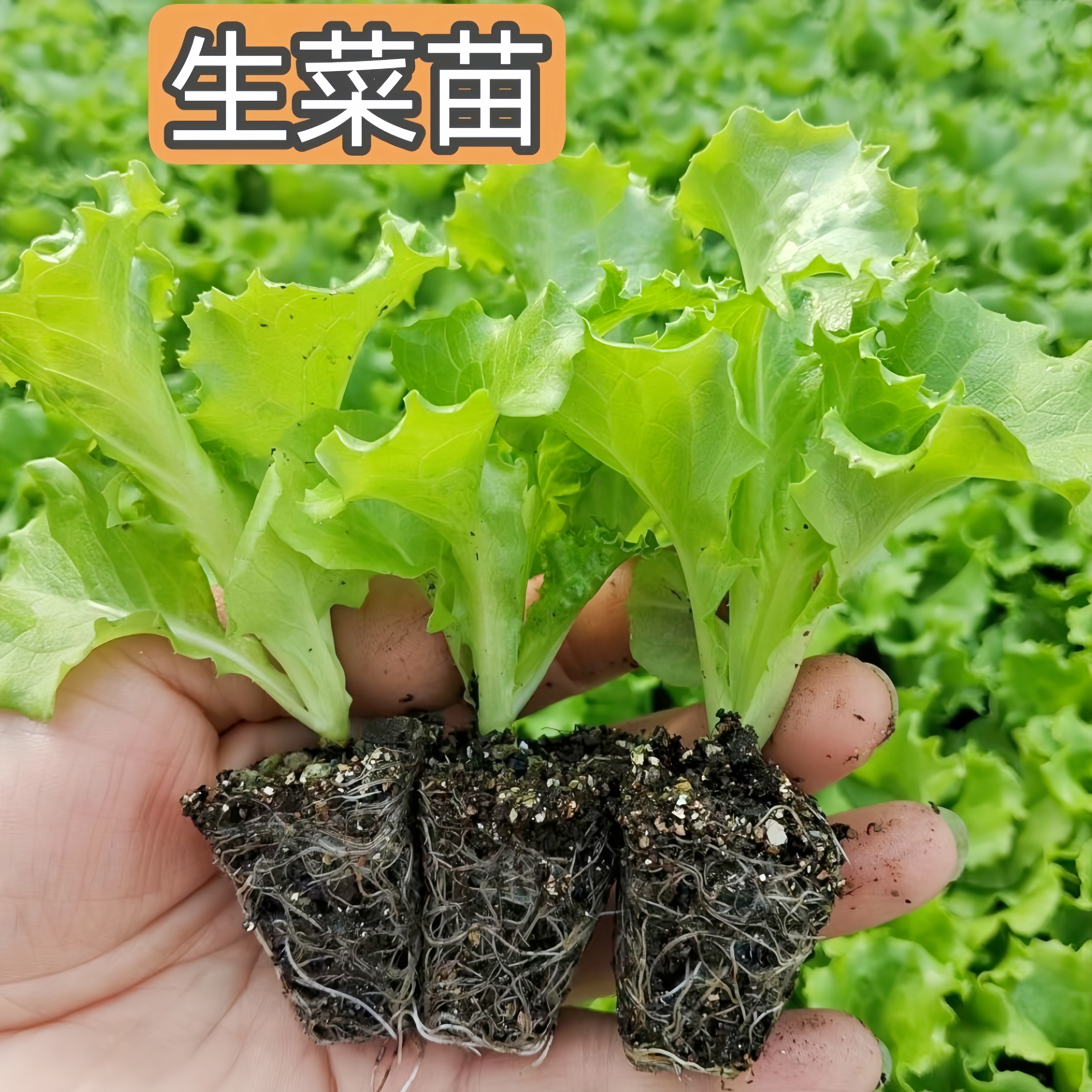 生菜苗秧苗生菜种子四季阳台盆栽生菜苗生菜种籽生菜蔬菜种孑