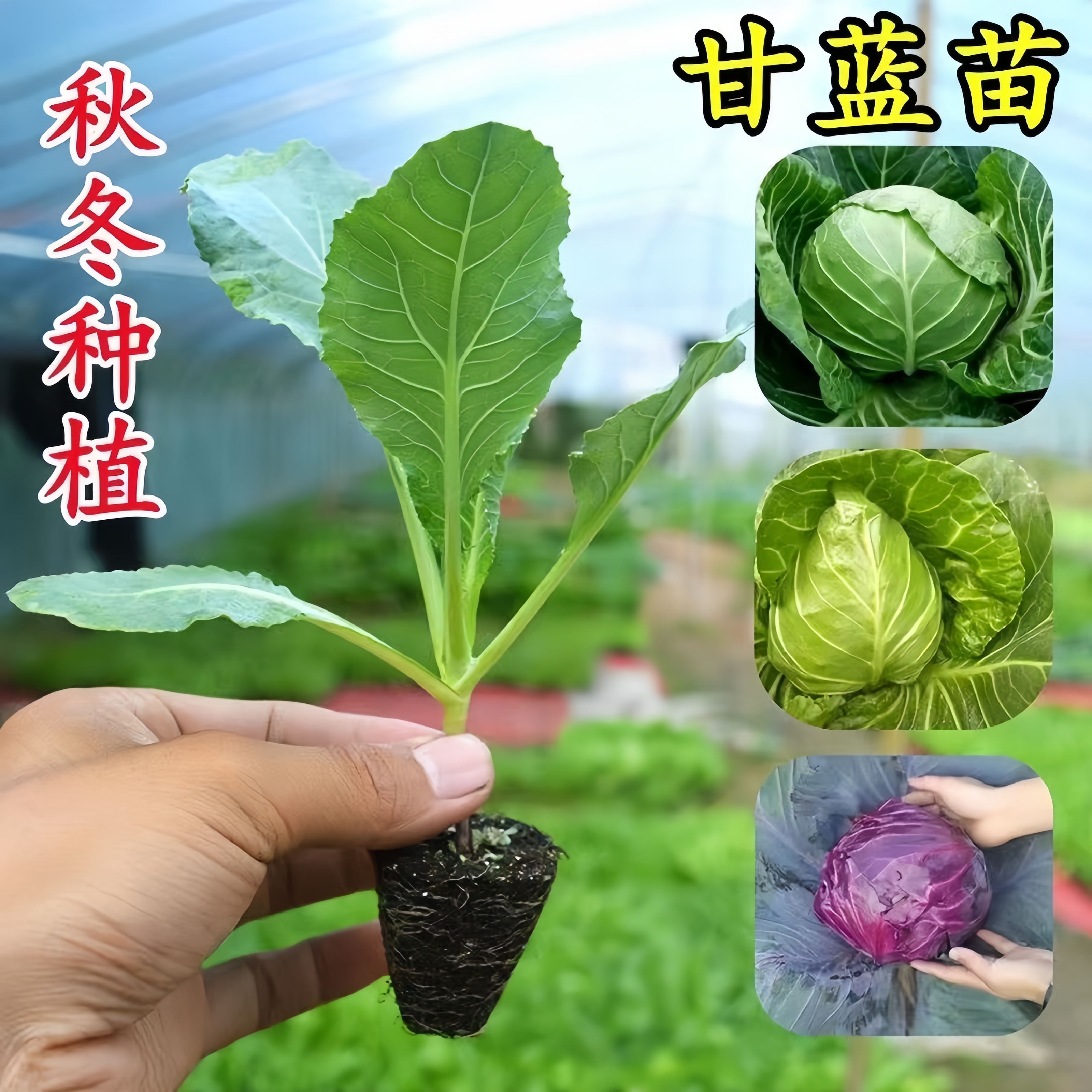 甘蓝苗包菜苗卷心菜苗