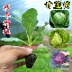 甘蓝苗包菜苗卷心菜苗小包菜薄皮脆甜圆白菜大头包心菜耐寒秧苗
