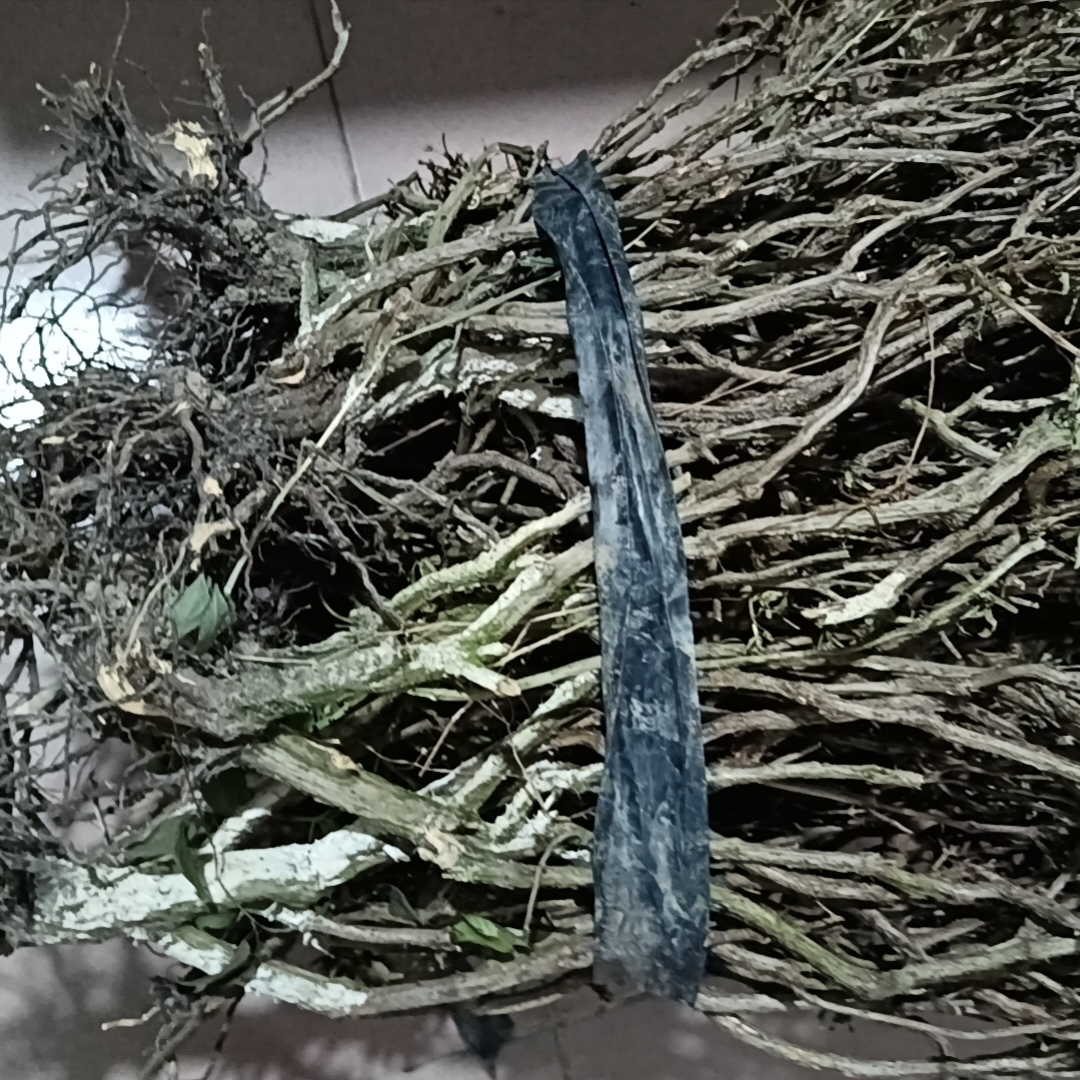 头带杆发货无叶。折断发货