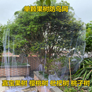农用防鸟网果树防鸟用网尼龙网樱桃果园罩树大棚防鸟罩养殖防护网