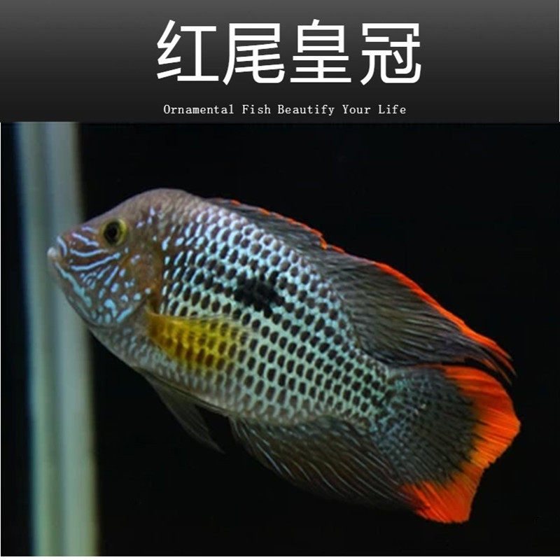 热带观赏鱼红尾皇冠蓝宝石蓝面财神地图鹦鹉活体大型混养鱼慈鲷鱼