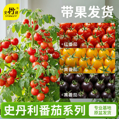 大盆番茄苗|带果发货