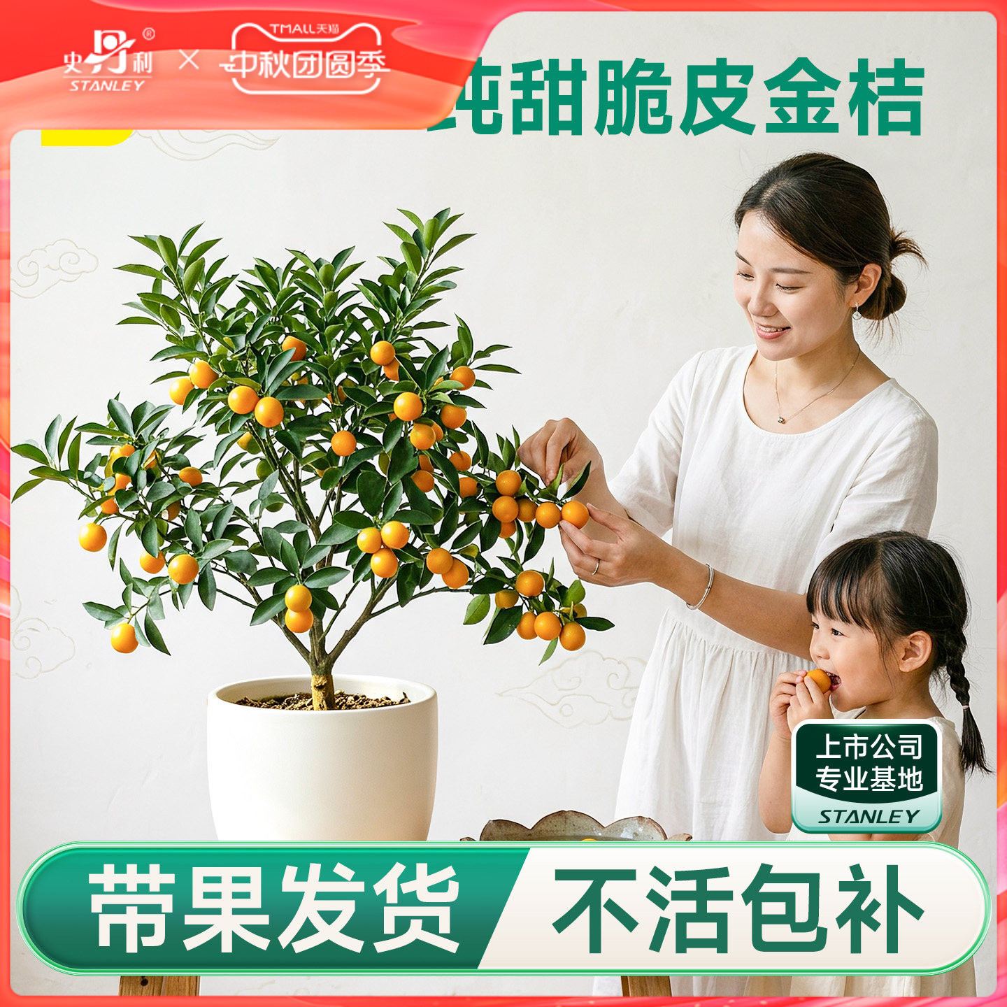 史丹利金桔树盆栽树苗可食用带果图片