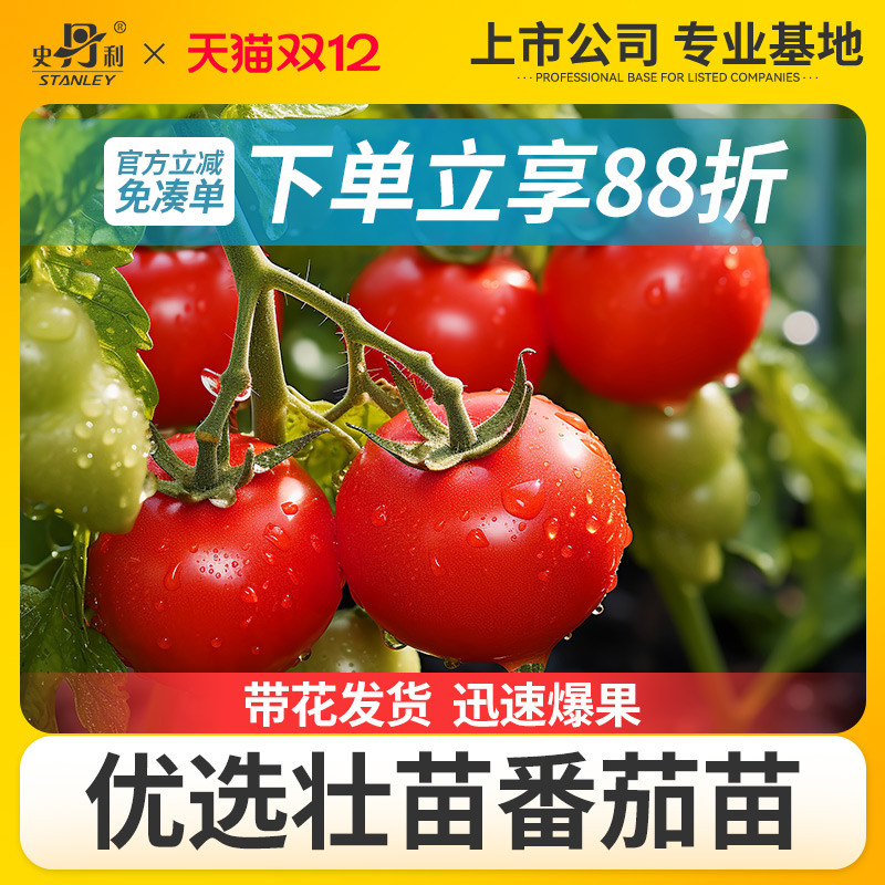 史丹利甄选四季番茄当季壮苗