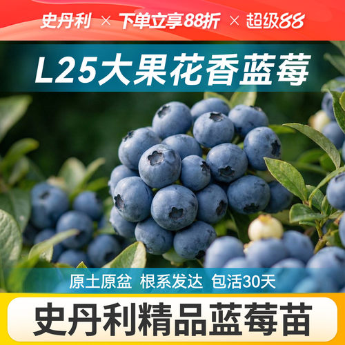 对版发货精品蓝莓盆栽