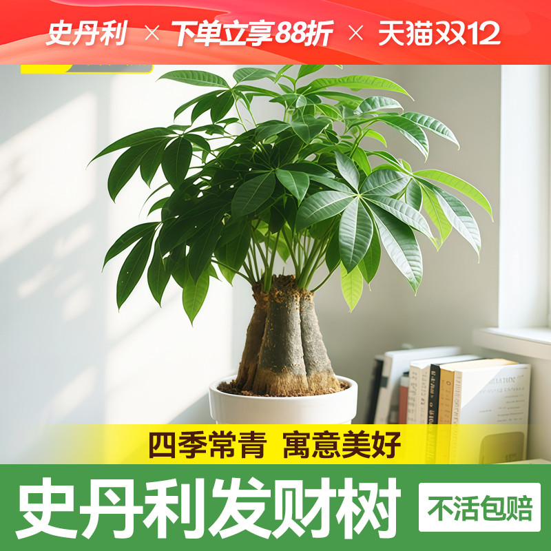 史丹利精品发财树四季常青