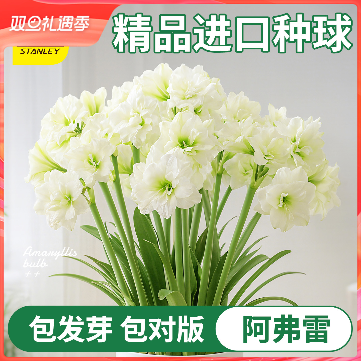 史丹利四季开花朱顶红重瓣大种球