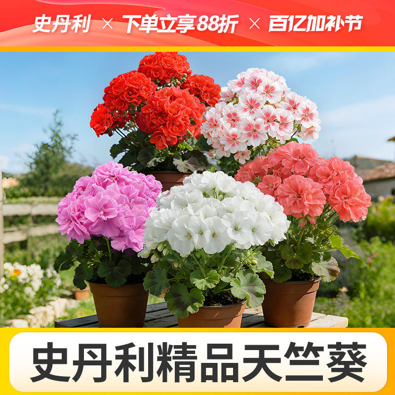 史丹利天竺葵盆栽对版重瓣好养的四季花苗品种四季开花大花天竺葵