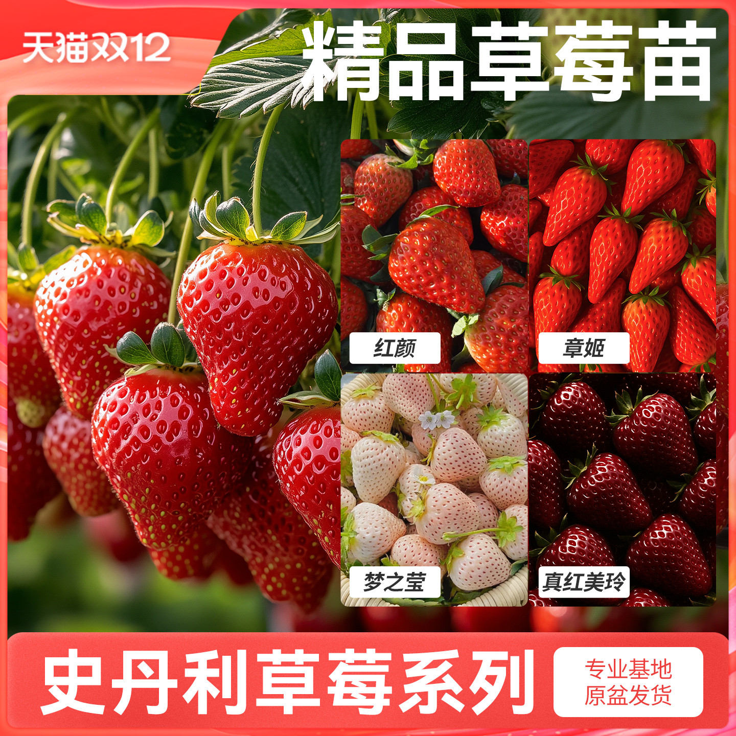 史丹利草莓苗盆栽壮苗易结果