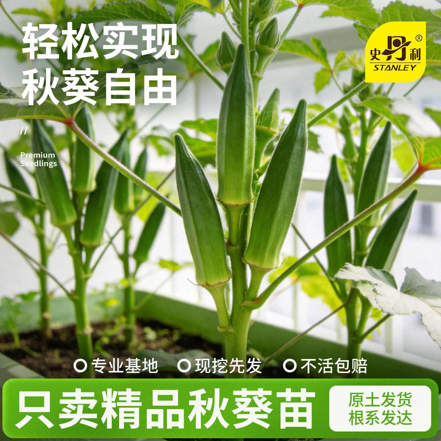 史丹利黄秋葵苗种孑水果秋葵阳台蔬菜秧苗南方种子四季菜籽种大全