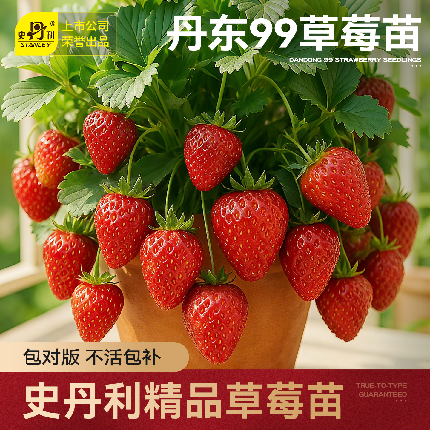 史丹利草莓苗盆栽壮苗易结果