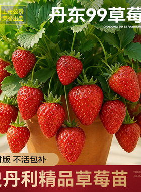 史丹利丹东99草莓苗盆栽优质四季结果红颜章姬黑珍珠真红美玲阳台