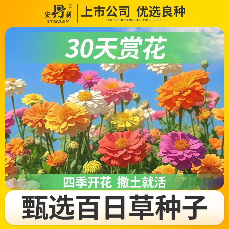 史丹利重瓣百日草种子四季开花