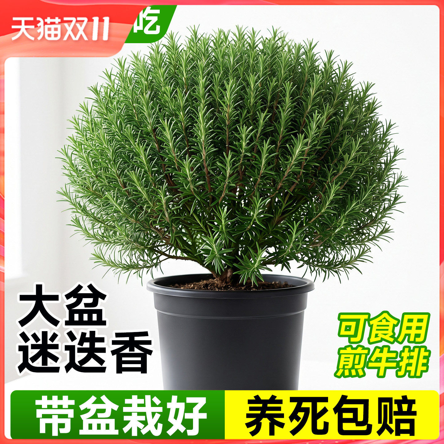 史丹利迷迭香盆栽可食用桌面绿植大盆香草植物牛排用室内地栽老桩