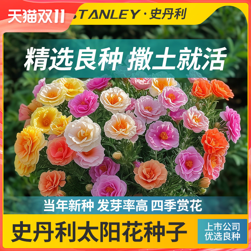 史丹利重瓣太阳花种子花籽种子室内盆栽种植花籽易活开花混色种孑