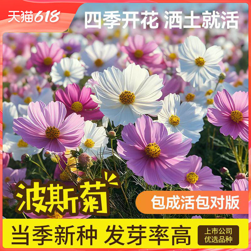 史丹利波斯菊种子格桑花籽四季矮杆重瓣波斯菊花种室内外盆栽种植