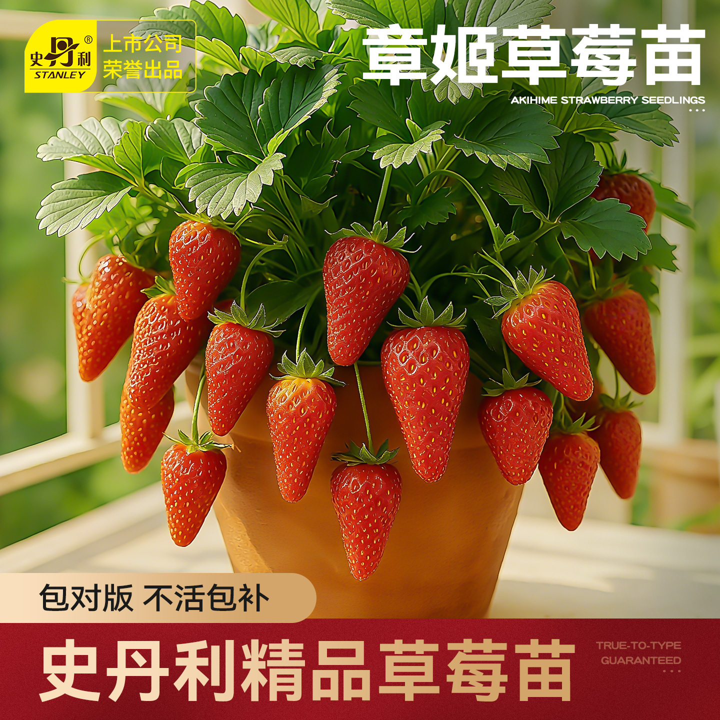 史丹利章姬草莓苗盆栽壮苗易结果