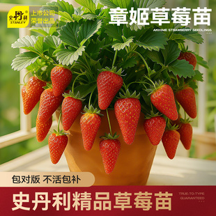 史丹利章姬草莓苗奶油草莓四季 结果红颜黑珍珠真红美玲阳台优质苗
