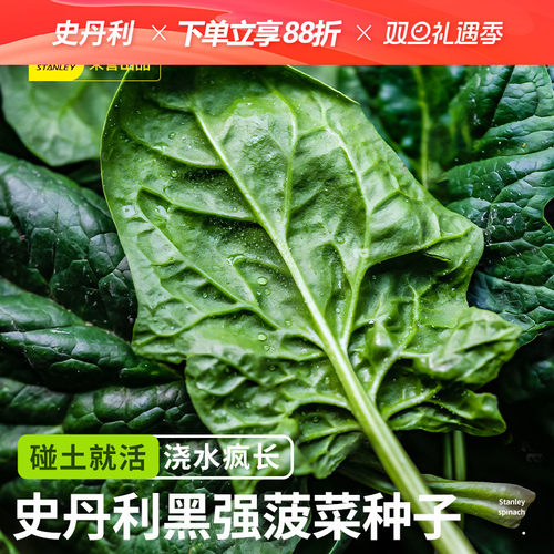 史丹利大叶菠菜种子四季易种菠菜籽种子抗病耐热耐寒越冬蔬菜种子