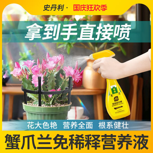 蟹爪兰营养液花开满盆