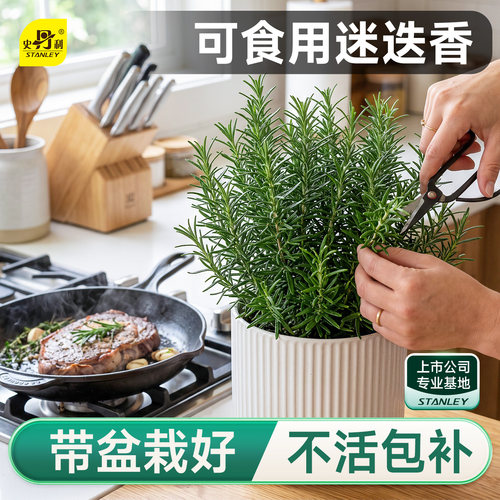 史丹利迷迭香盆栽可食用香草植物