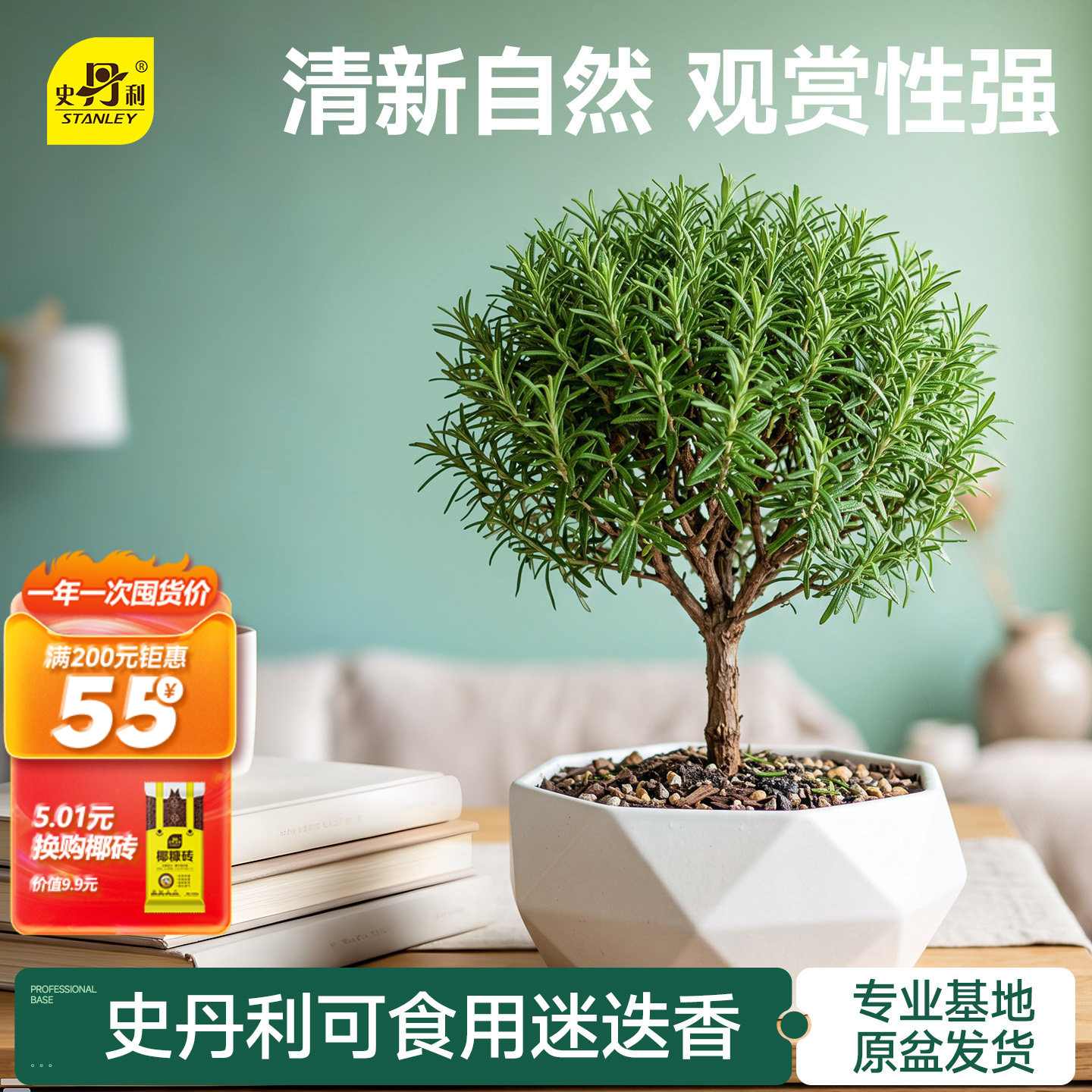 史丹利迷迭香盆栽可食用香草植物图片