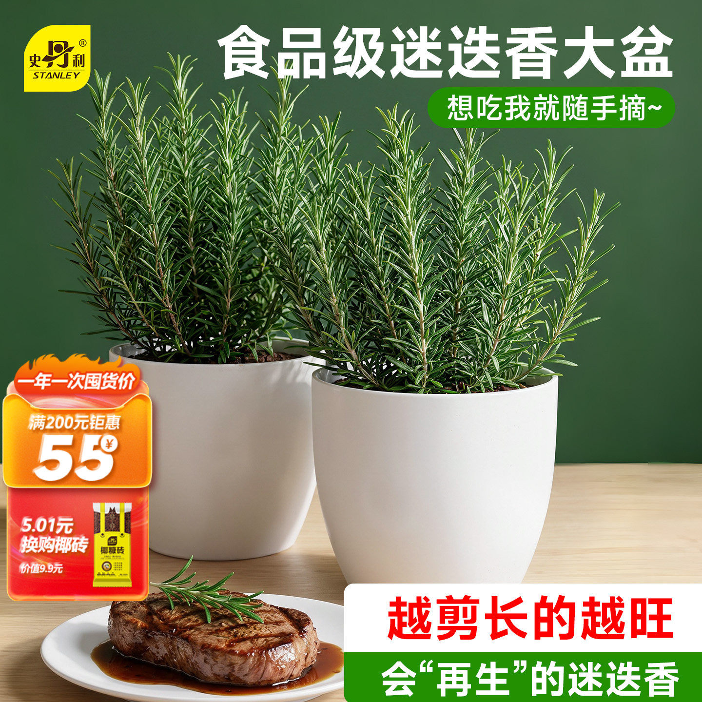 史丹利迷迭香盆栽可食用桌面绿植图片