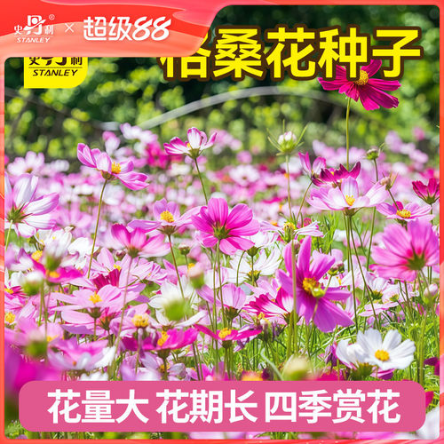史丹利格桑花种子矮杆波斯菊