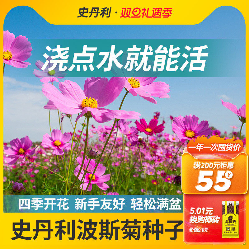 史丹利精选波斯菊种子轻松爆花