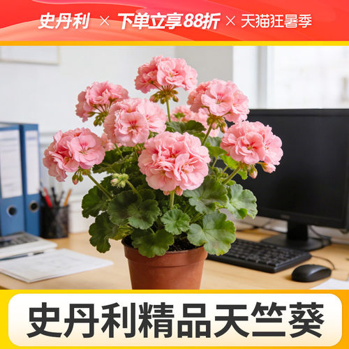 史丹利精品天竺葵专业培育