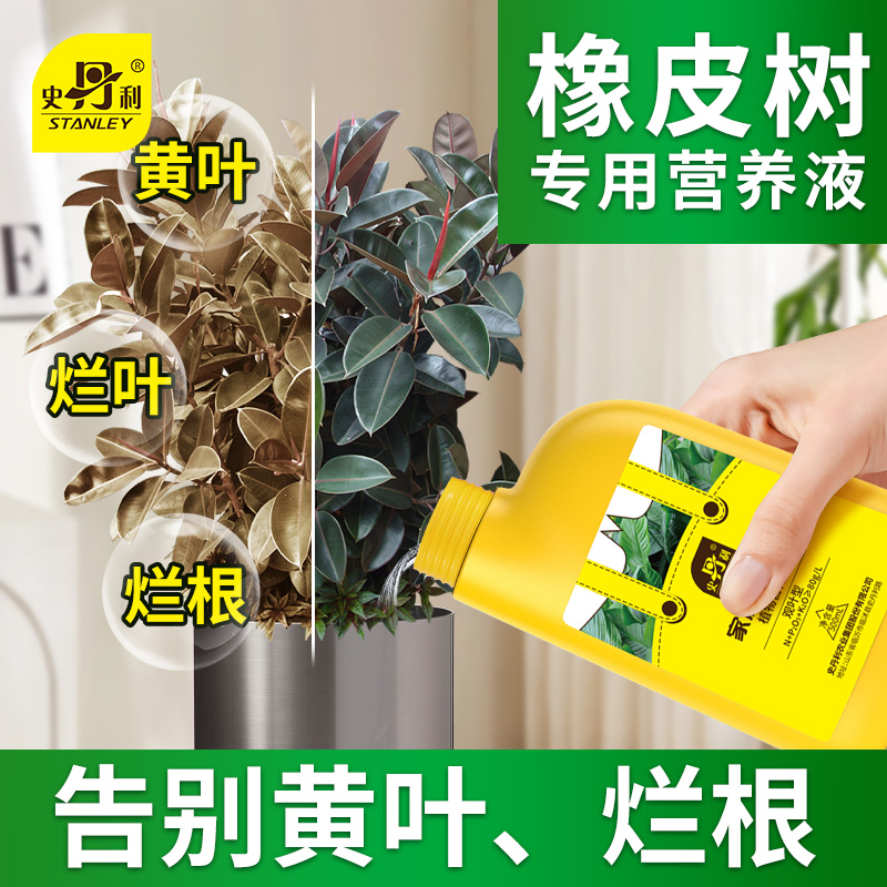 史丹利橡皮树营养液花肥液体肥发黄掉叶枯萎黑金刚橡皮树盆栽