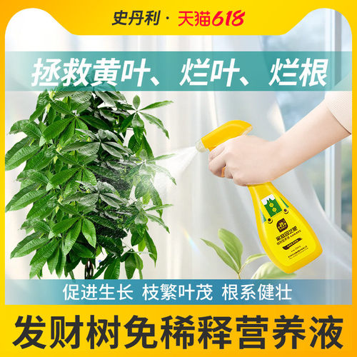 发财树营养液告别黄叶