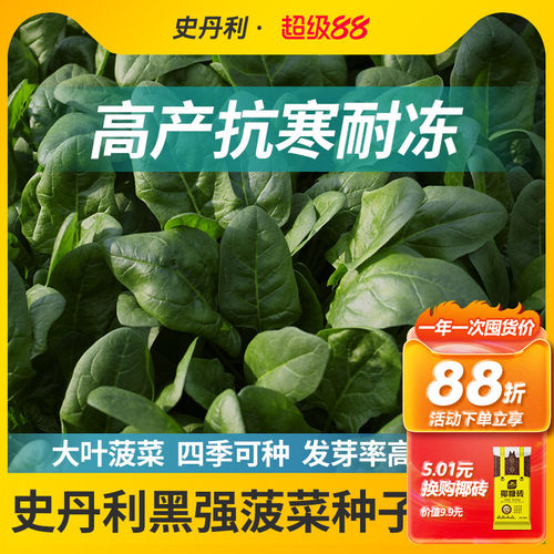 史丹利秋冬菠菜种子耐寒抗冻！