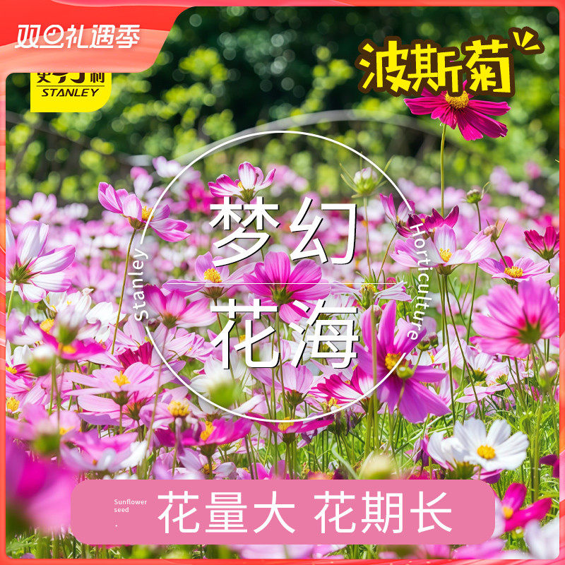 史丹利四季开花波斯菊种子